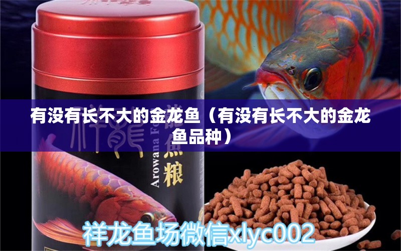 有沒有長不大的金龍魚（有沒有長不大的金龍魚品種） 龍魚疾病與治療