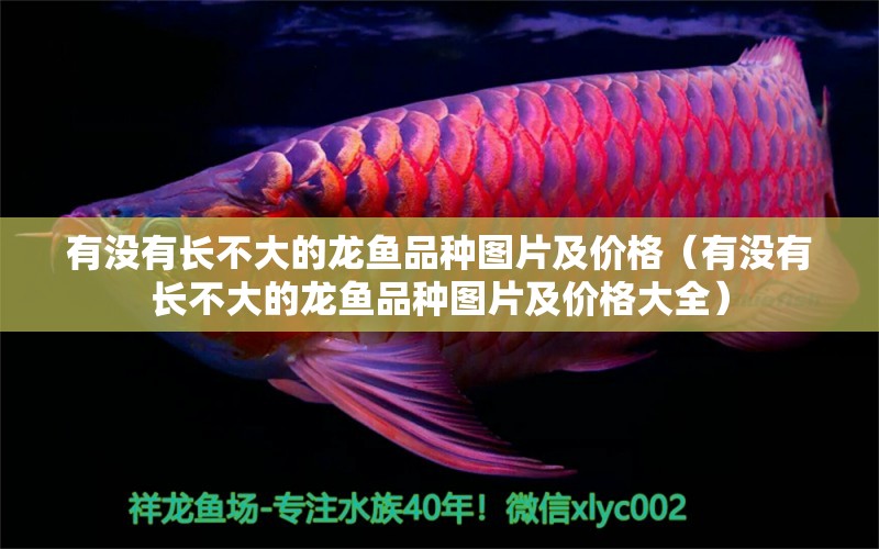 有沒(méi)有長(zhǎng)不大的龍魚(yú)品種圖片及價(jià)格（有沒(méi)有長(zhǎng)不大的龍魚(yú)品種圖片及價(jià)格大全）