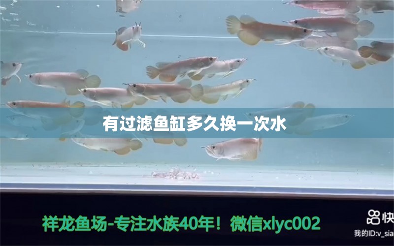 有過濾魚缸多久換一次水  斯維尼關(guān)刀魚