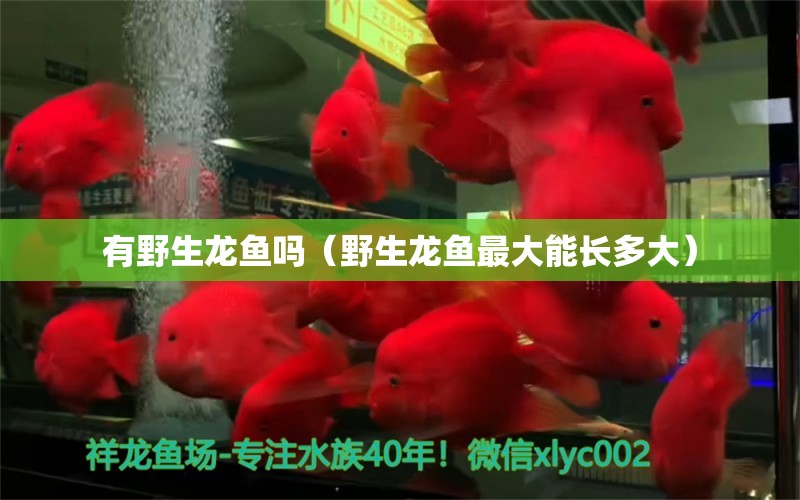 有野生龍魚嗎（野生龍魚最大能長(zhǎng)多大） 水草