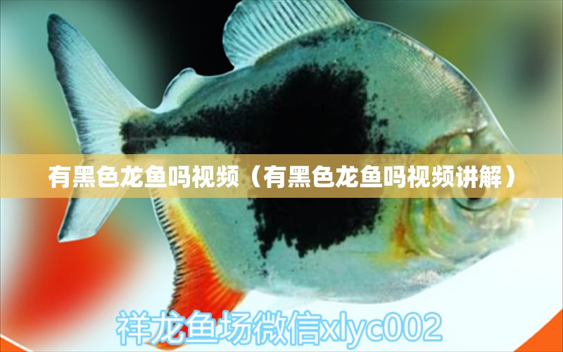 有黑色龍魚嗎視頻（有黑色龍魚嗎視頻講解）