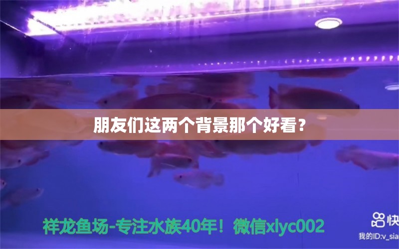 朋友們這兩個背景那個好看？ 虎紋銀版魚