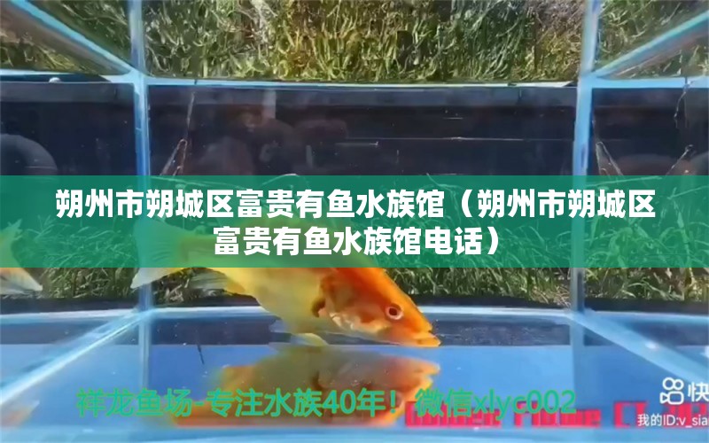 朔州市朔城區(qū)富貴有魚(yú)水族館（朔州市朔城區(qū)富貴有魚(yú)水族館電話(huà)） 全國(guó)水族館企業(yè)名錄