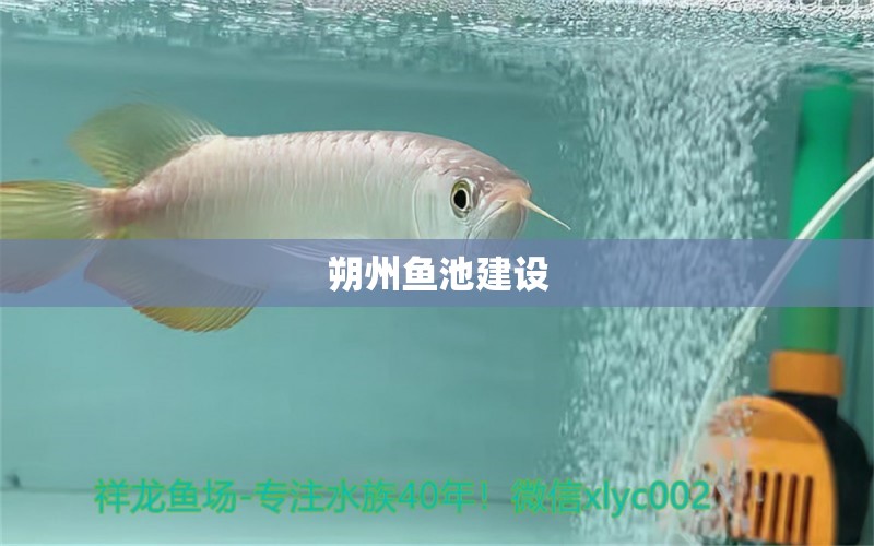 朔州魚池建設(shè) 錦鯉池魚池建設(shè)