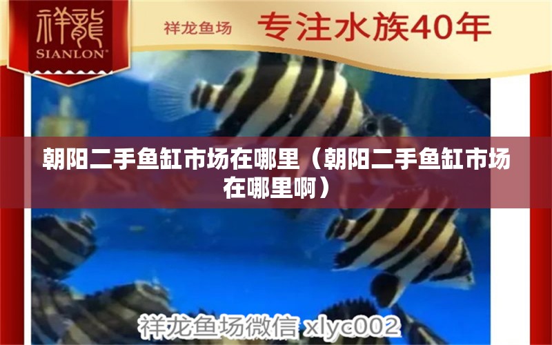 朝陽二手魚缸市場在哪里（朝陽二手魚缸市場在哪里?。? title=