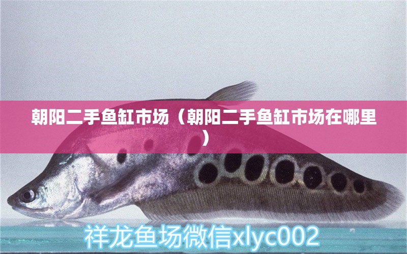 朝陽二手魚缸市場（朝陽二手魚缸市場在哪里） 其他品牌魚缸