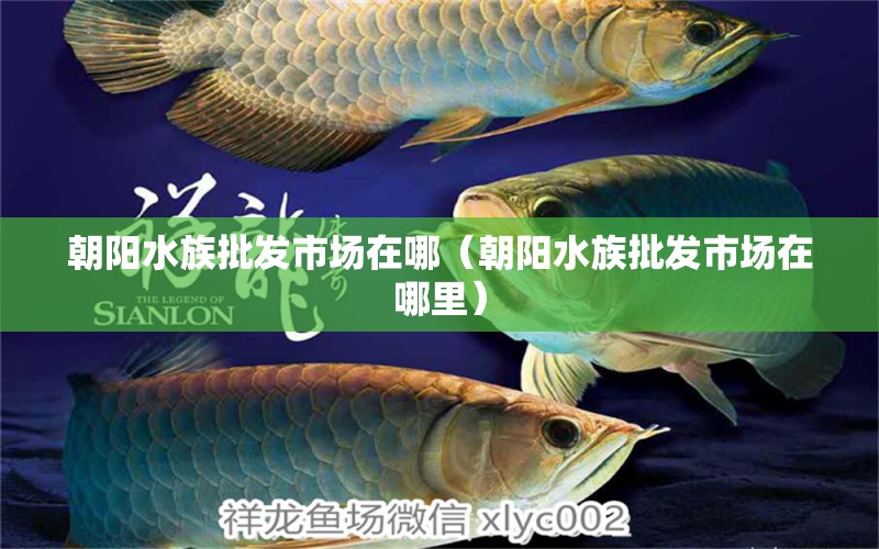 朝陽水族批發(fā)市場在哪（朝陽水族批發(fā)市場在哪里）