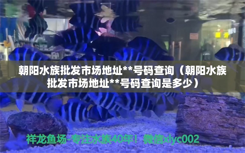 朝陽水族批發(fā)市場(chǎng)地址**號(hào)碼查詢（朝陽水族批發(fā)市場(chǎng)地址**號(hào)碼查詢是多少） 觀賞魚水族批發(fā)市場(chǎng)