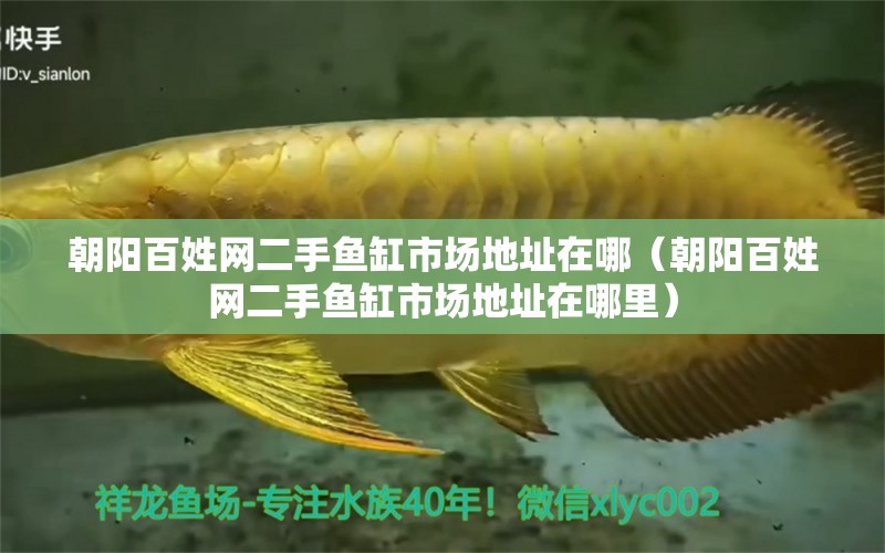 朝陽百姓網(wǎng)二手魚缸市場地址在哪（朝陽百姓網(wǎng)二手魚缸市場地址在哪里） 觀賞魚市場（混養(yǎng)魚）