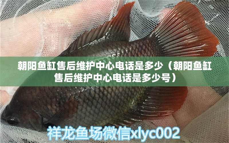 朝陽(yáng)魚(yú)缸售后維護(hù)中心電話是多少（朝陽(yáng)魚(yú)缸售后維護(hù)中心電話是多少號(hào)）