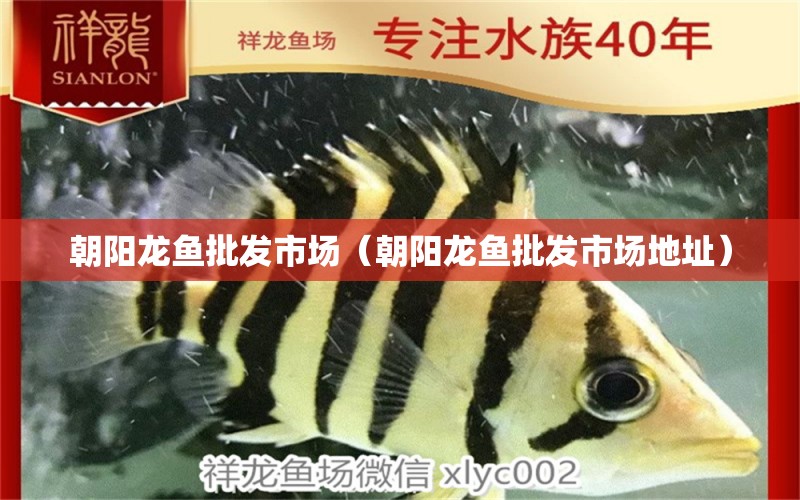 朝陽龍魚批發(fā)市場（朝陽龍魚批發(fā)市場地址）