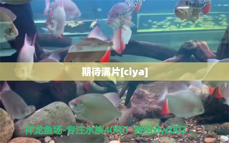 期待滿片[ciya] 觀賞魚論壇 第2張