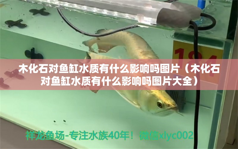 木化石對(duì)魚(yú)缸水質(zhì)有什么影響嗎圖片（木化石對(duì)魚(yú)缸水質(zhì)有什么影響嗎圖片大全）