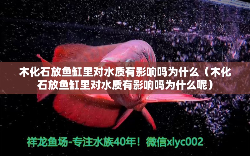 木化石放魚(yú)缸里對(duì)水質(zhì)有影響嗎為什么（木化石放魚(yú)缸里對(duì)水質(zhì)有影響嗎為什么呢）