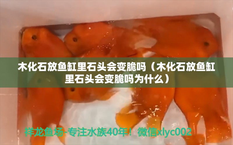 木化石放魚(yú)缸里石頭會(huì)變脆嗎（木化石放魚(yú)缸里石頭會(huì)變脆嗎為什么）