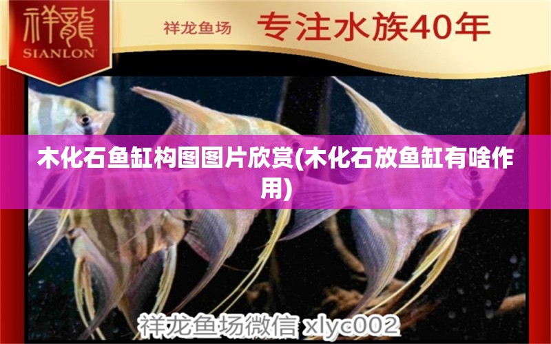 木化石魚缸構(gòu)圖圖片欣賞(木化石放魚缸有啥作用)