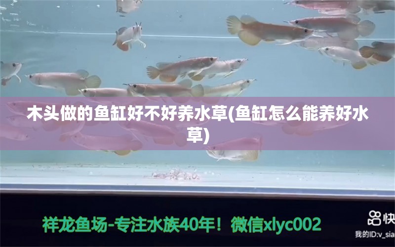 木頭做的魚缸好不好養(yǎng)水草(魚缸怎么能養(yǎng)好水草) 水草