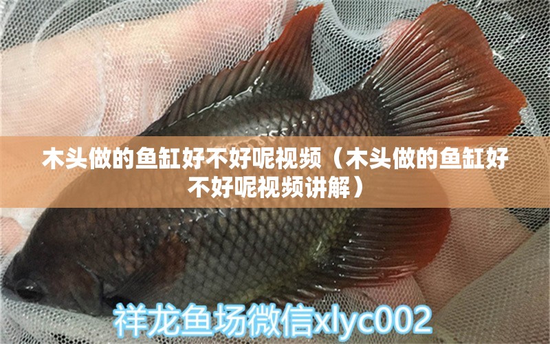 木頭做的魚缸好不好呢視頻（木頭做的魚缸好不好呢視頻講解）