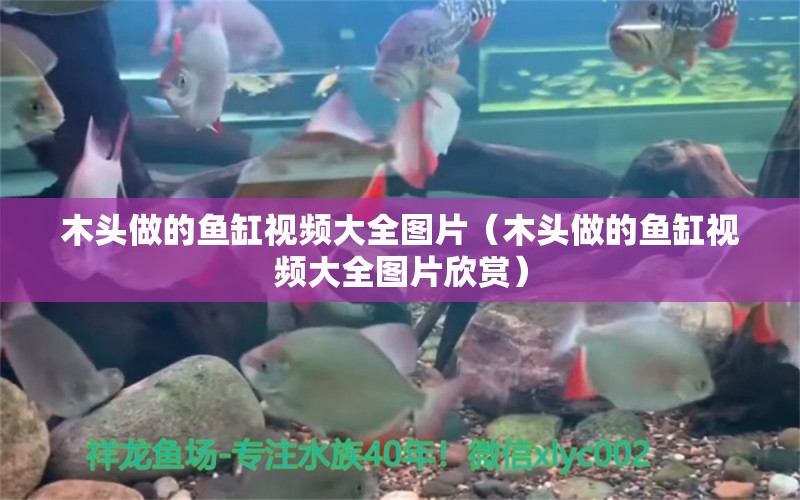 木頭做的魚缸視頻大全圖片（木頭做的魚缸視頻大全圖片欣賞）