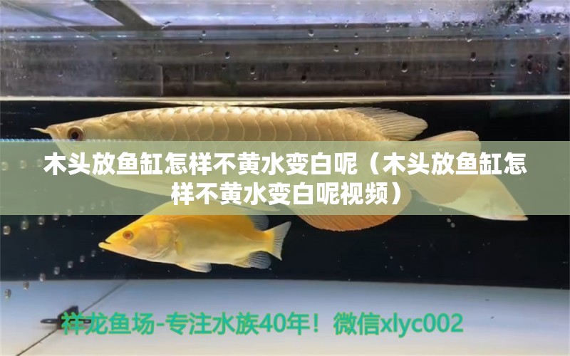 木頭放魚缸怎樣不黃水變白呢（木頭放魚缸怎樣不黃水變白呢視頻）