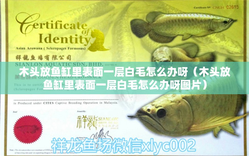 木頭放魚缸里表面一層白毛怎么辦呀（木頭放魚缸里表面一層白毛怎么辦呀圖片）