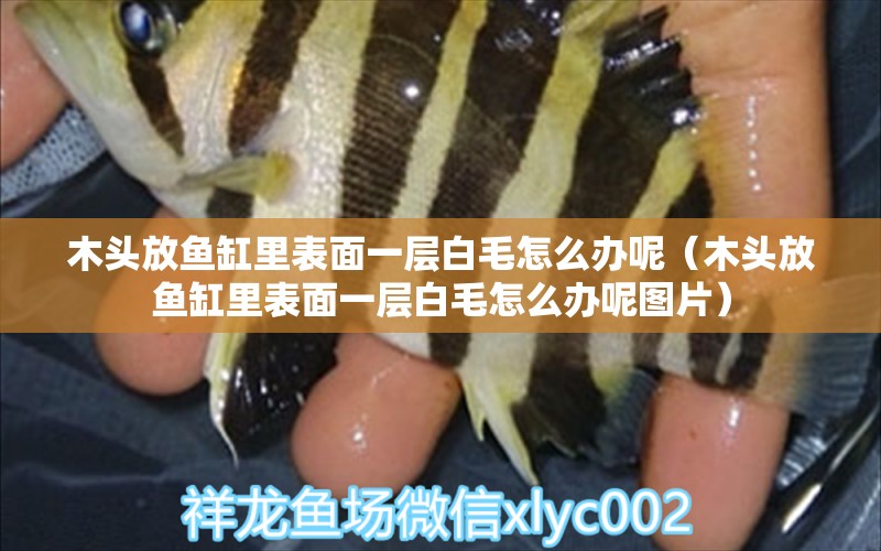 木頭放魚缸里表面一層白毛怎么辦呢（木頭放魚缸里表面一層白毛怎么辦呢圖片）