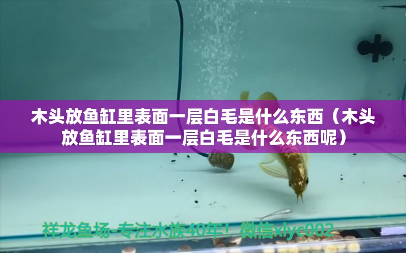 木頭放魚缸里表面一層白毛是什么東西（木頭放魚缸里表面一層白毛是什么東西呢）