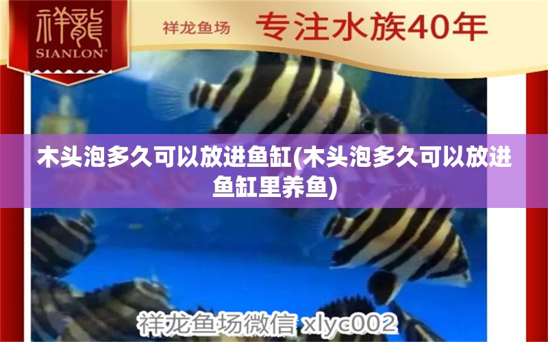 木頭泡多久可以放進魚缸(木頭泡多久可以放進魚缸里養(yǎng)魚) 三間鼠魚 第1張