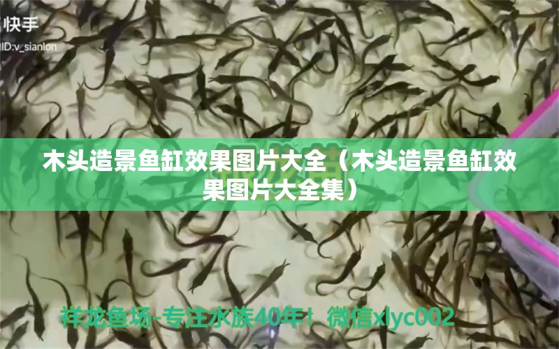 木頭造景魚缸效果圖片大全（木頭造景魚缸效果圖片大全集） 泰龐海鰱魚