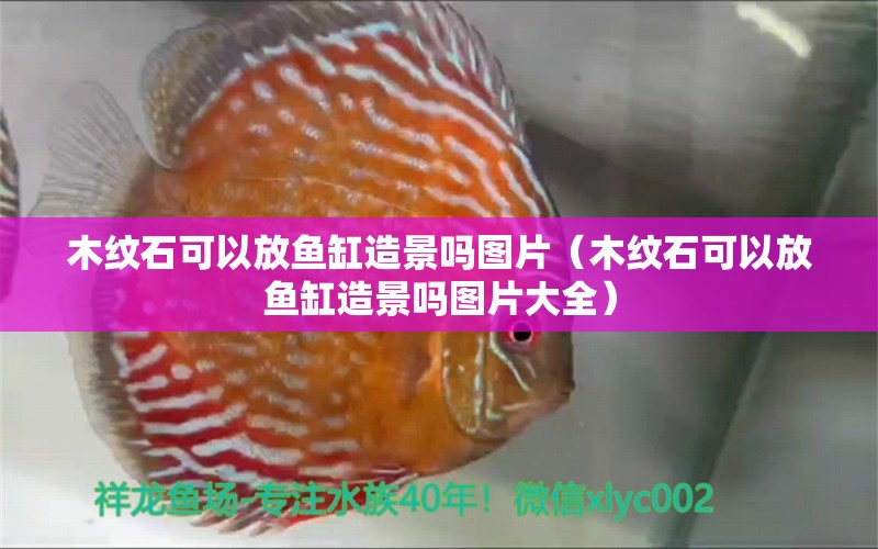 木紋石可以放魚缸造景嗎圖片（木紋石可以放魚缸造景嗎圖片大全） 其他品牌魚缸