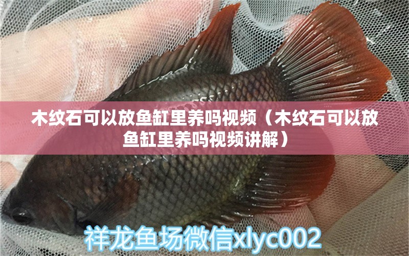 木紋石可以放魚缸里養(yǎng)嗎視頻（木紋石可以放魚缸里養(yǎng)嗎視頻講解） 其他品牌魚缸