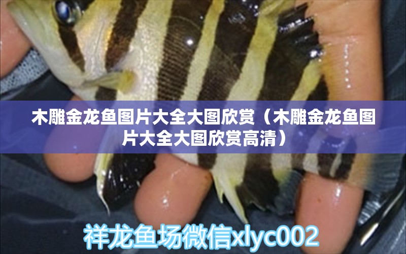 木雕金龍魚(yú)圖片大全大圖欣賞（木雕金龍魚(yú)圖片大全大圖欣賞高清） 廣州龍魚(yú)批發(fā)市場(chǎng)