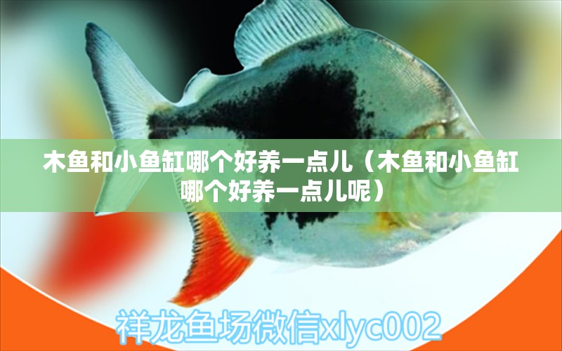 木魚和小魚缸哪個(gè)好養(yǎng)一點(diǎn)兒（木魚和小魚缸哪個(gè)好養(yǎng)一點(diǎn)兒呢） 其他品牌魚缸