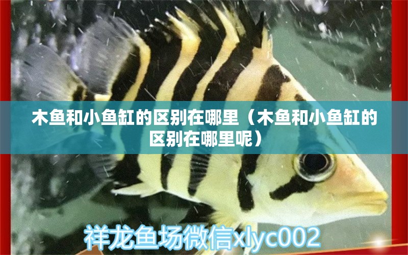 木魚和小魚缸的區(qū)別在哪里（木魚和小魚缸的區(qū)別在哪里呢）