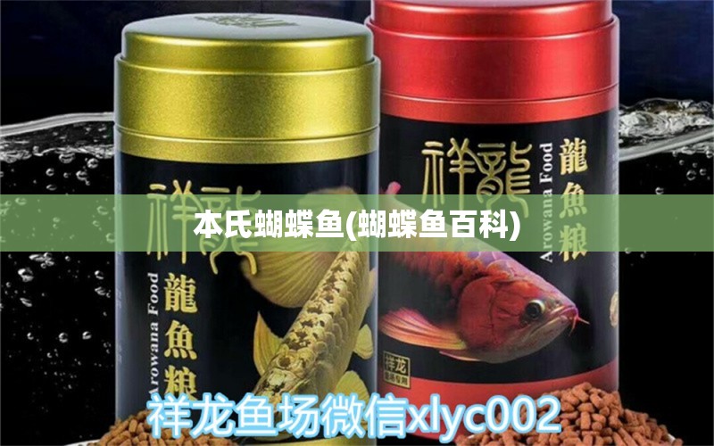 本氏蝴蝶魚(蝴蝶魚百科) 蝴蝶鯉 第1張