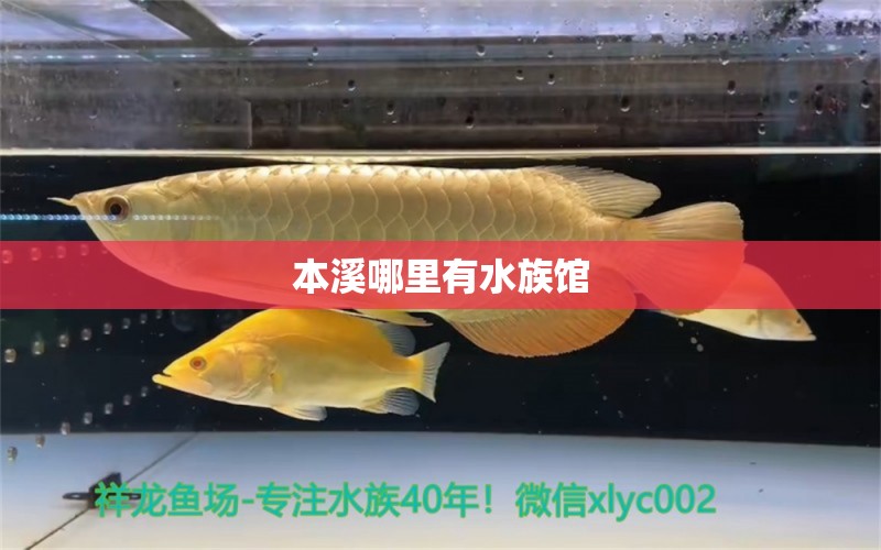 本溪哪里有水族館