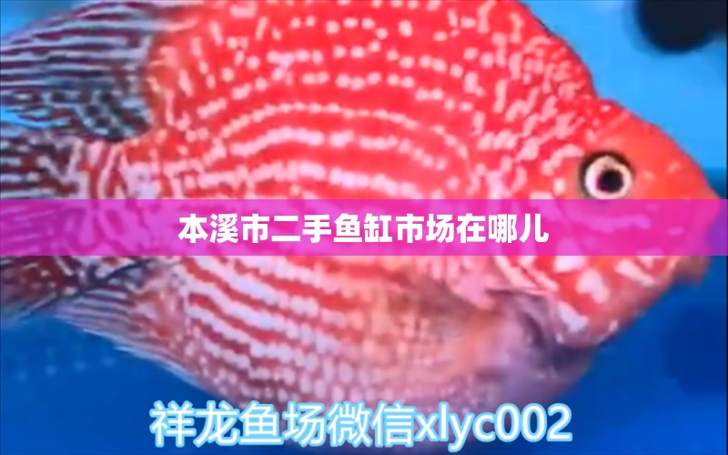 本溪市二手魚(yú)缸市場(chǎng)在哪兒 水族問(wèn)答 第2張