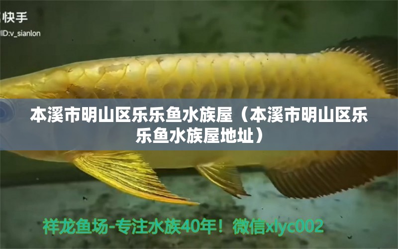 本溪市明山區(qū)樂樂魚水族屋（本溪市明山區(qū)樂樂魚水族屋地址）