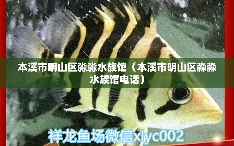 本溪市明山區(qū)淼淼水族館（本溪市明山區(qū)淼淼水族館電話）