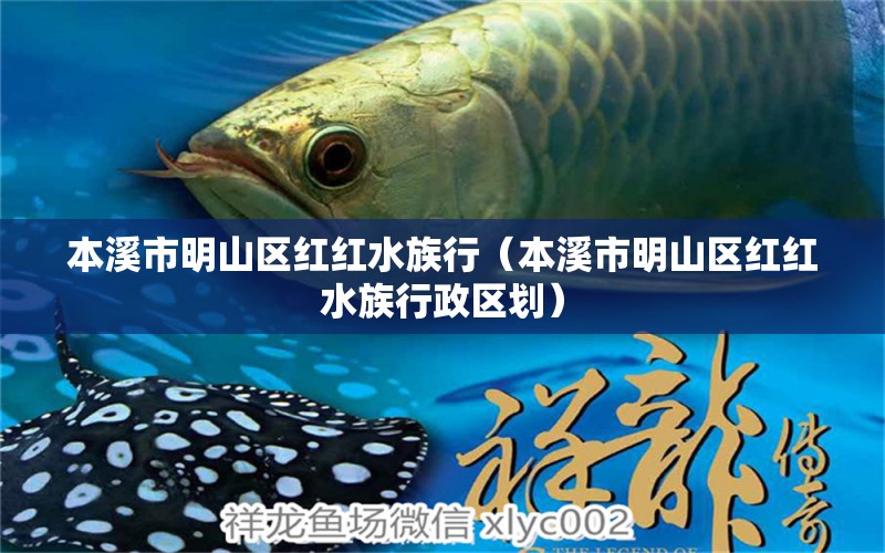 本溪市明山區(qū)紅紅水族行（本溪市明山區(qū)紅紅水族行政區(qū)劃） 全國(guó)水族館企業(yè)名錄