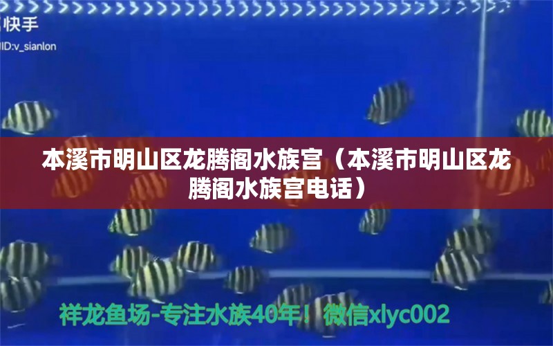 本溪市明山區(qū)龍騰閣水族宮（本溪市明山區(qū)龍騰閣水族宮電話） 全國水族館企業(yè)名錄