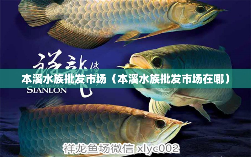 本溪水族批發(fā)市場（本溪水族批發(fā)市場在哪） 觀賞魚水族批發(fā)市場