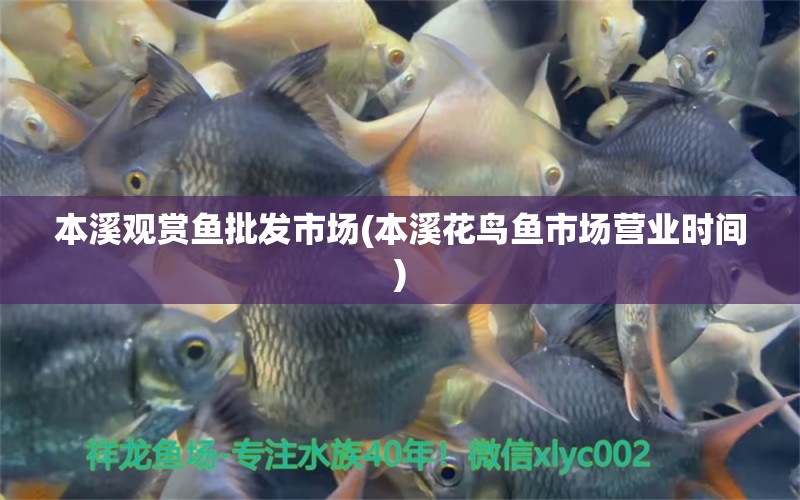 本溪觀賞魚批發(fā)市場(本溪花鳥魚市場營業(yè)時間)