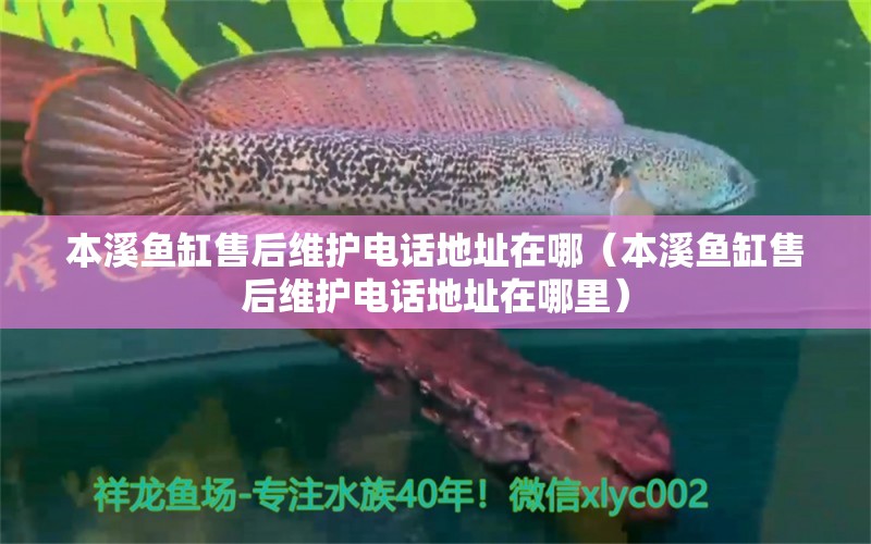 本溪魚(yú)缸售后維護(hù)電話地址在哪（本溪魚(yú)缸售后維護(hù)電話地址在哪里）