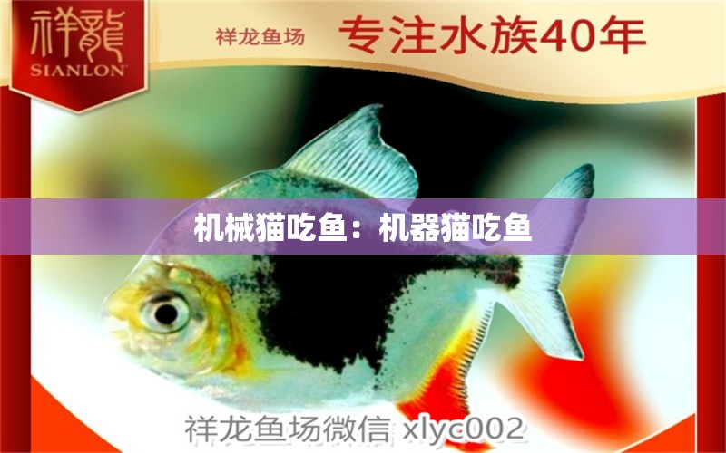 機(jī)械貓吃魚(yú)：機(jī)器貓吃魚(yú) 熱帶魚(yú)魚(yú)苗批發(fā)