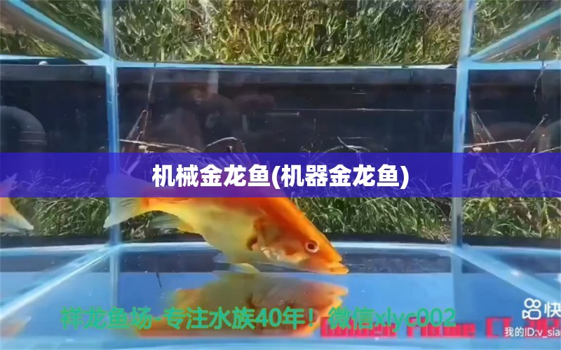 機(jī)械金龍魚(yú)(機(jī)器金龍魚(yú))