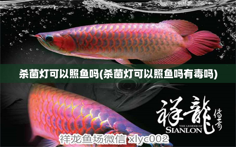 殺菌燈可以照魚嗎(殺菌燈可以照魚嗎有毒嗎) 印尼三紋虎