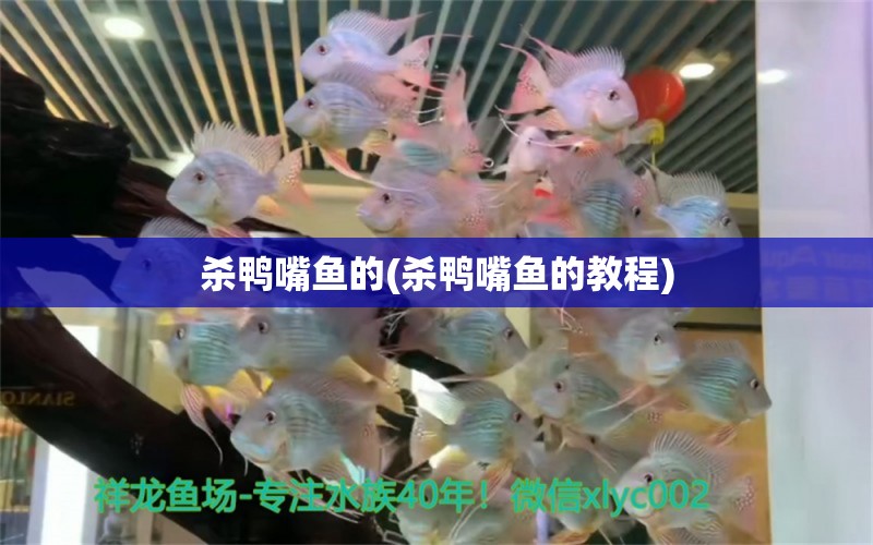 殺鴨嘴魚(yú)的(殺鴨嘴魚(yú)的教程) 福滿鉆魚(yú)