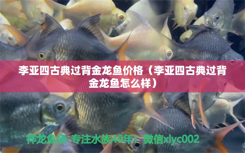 李亞四古典過背金龍魚價(jià)格（李亞四古典過背金龍魚怎么樣）