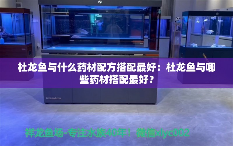 杜龍魚與什么藥材配方搭配最好：杜龍魚與哪些藥材搭配最好？ 水族問答 第2張